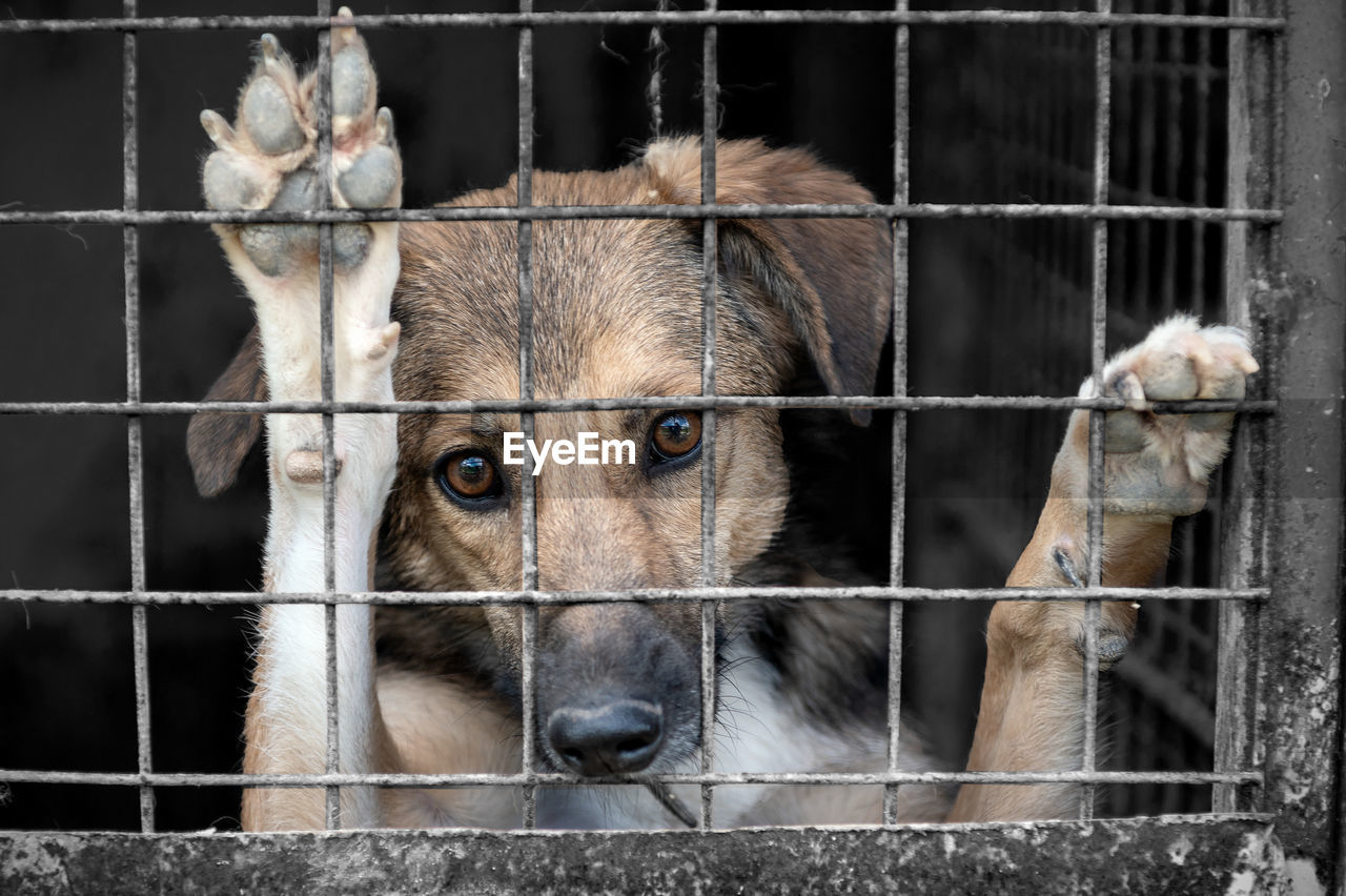 Dog in animal shelter waiting for adoption. portrait of homeless dog in animal shelter cage