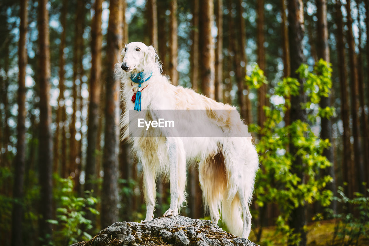 Dog standing on rock against trees in forest