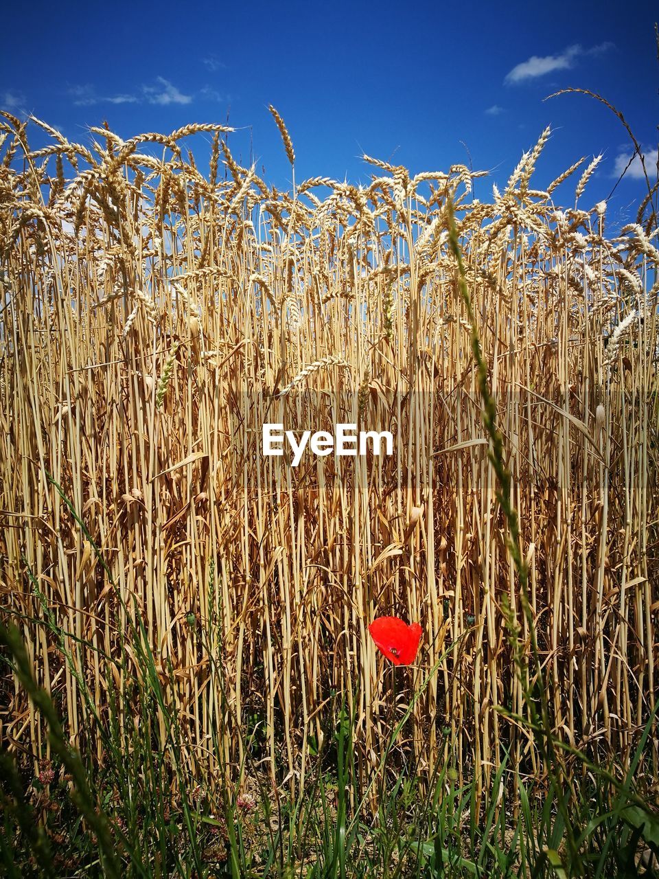 VIEW OF WHEAT GROWING ON FIELD