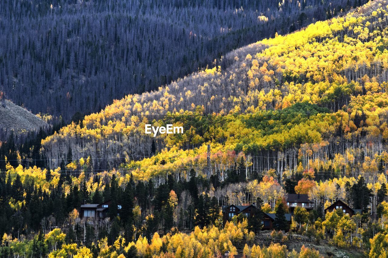 Scenic view of pine trees in forest during autumn