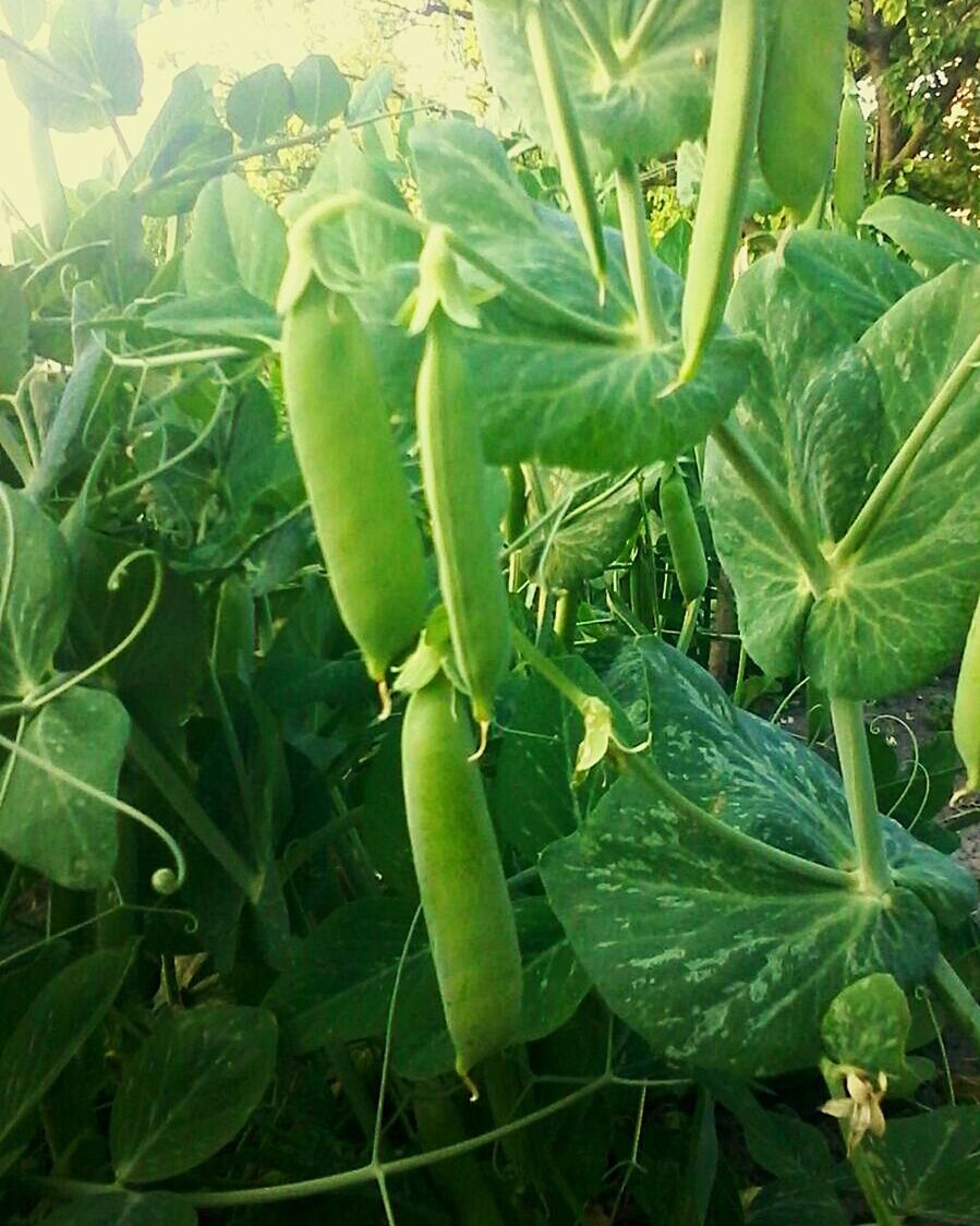 CLOSE-UP OF GREEN PLANT