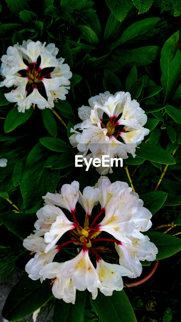 CLOSE-UP VIEW OF WHITE FLOWER