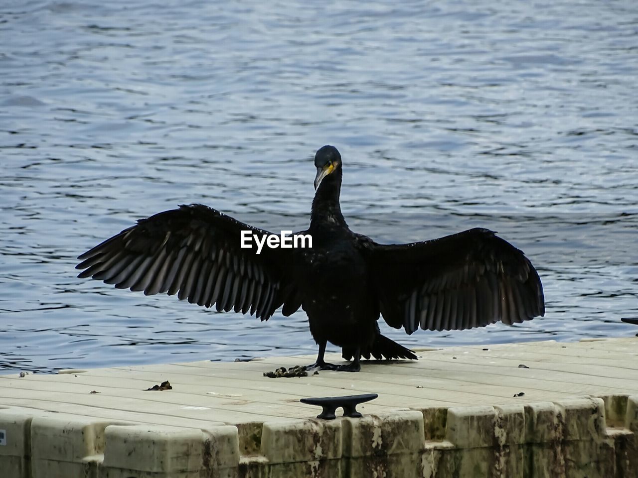 CLOSE-UP OF BIRD ON LAKE