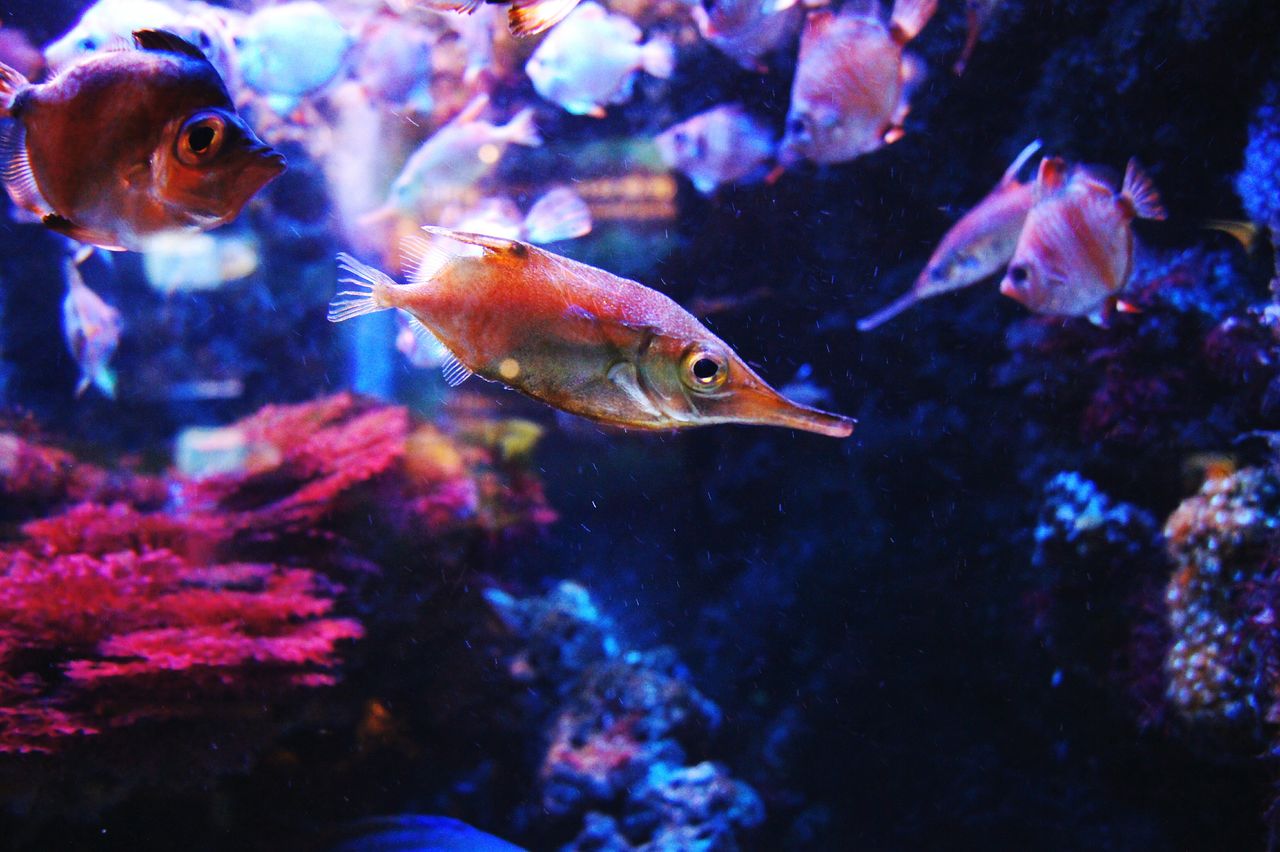 Close-up of orange fish at aquarium