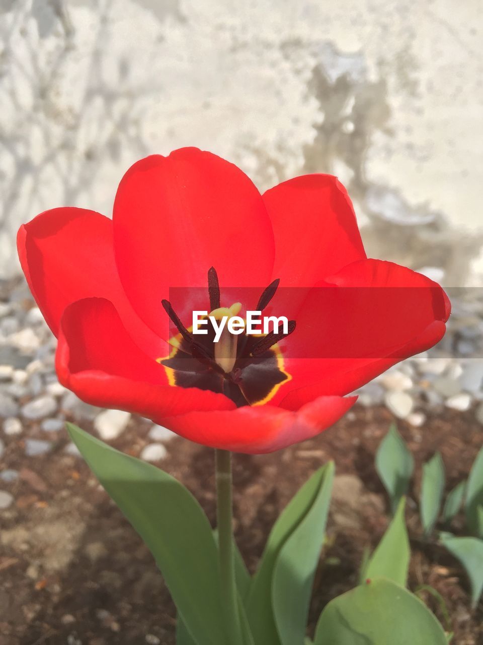 CLOSE-UP OF RED ROSE BLOOMING OUTDOORS