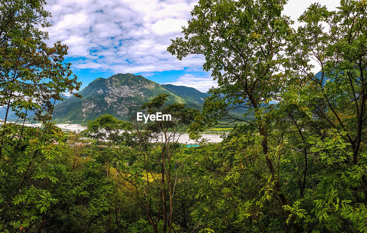 SCENIC VIEW OF TREES ON MOUNTAIN AGAINST SKY