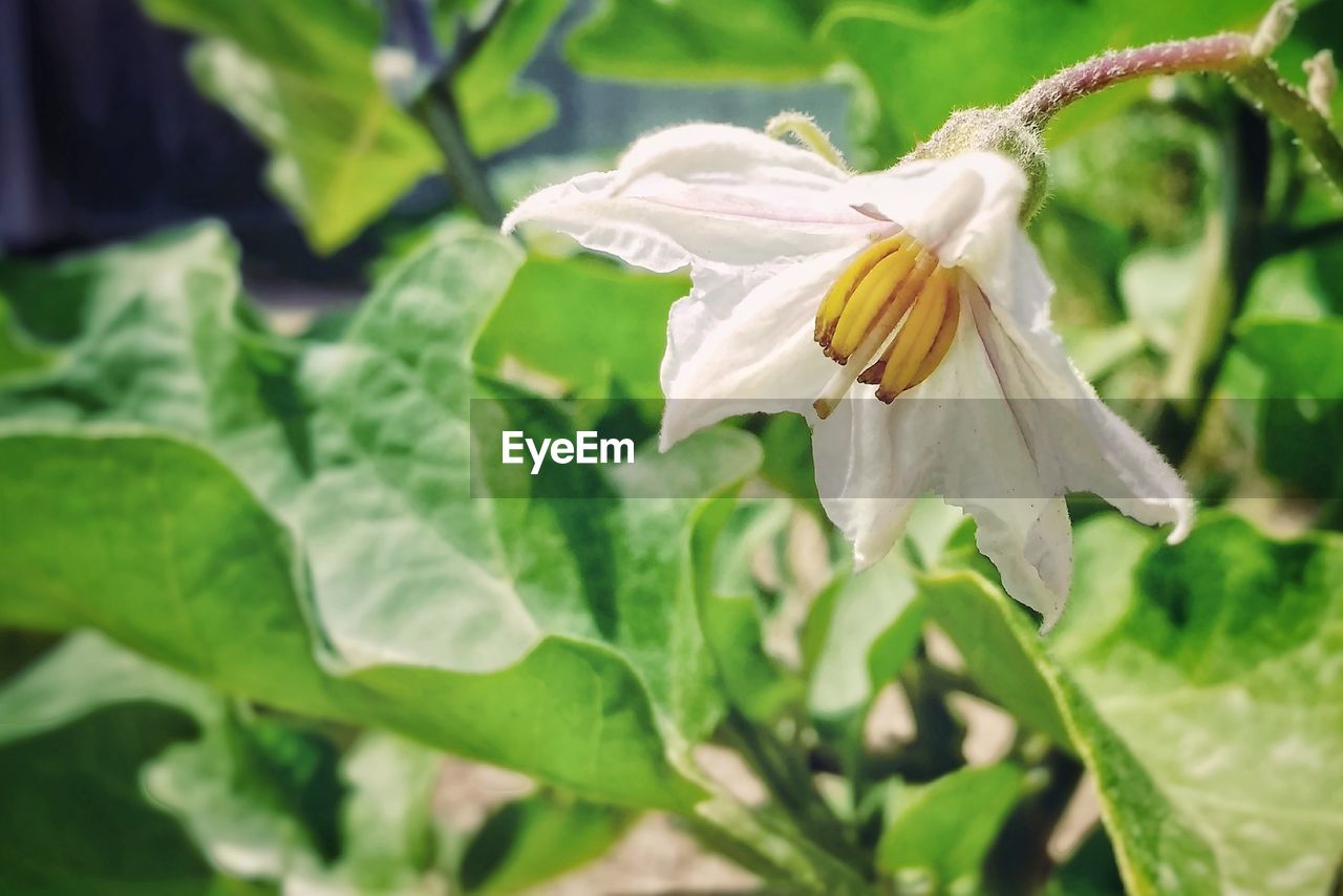 CLOSE-UP OF WHITE FLOWER BLOOMING
