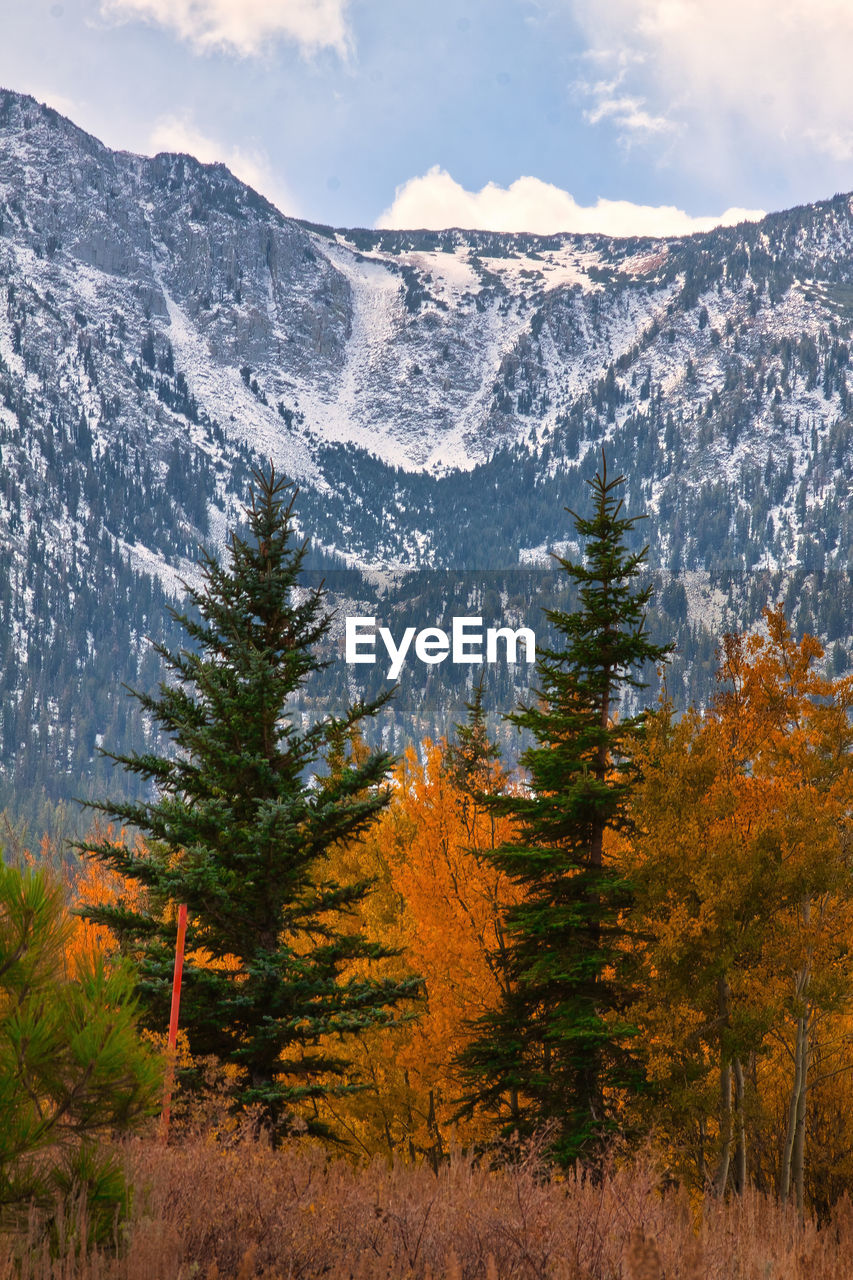 SCENIC VIEW OF FOREST DURING WINTER