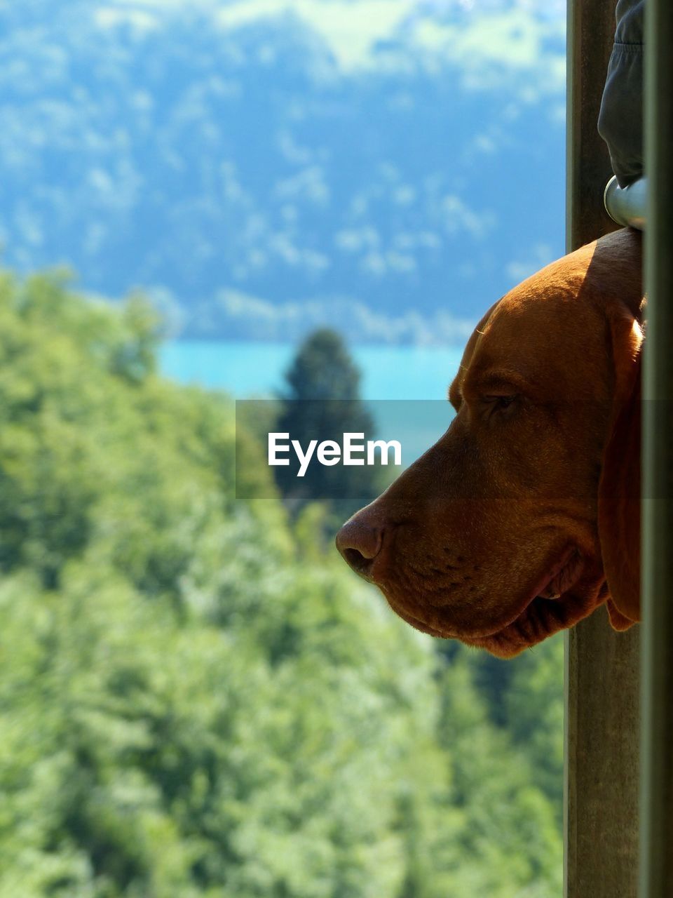 Close-up of dog looking through fence against trees