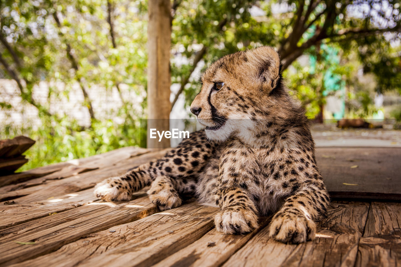 CAT SITTING ON WOOD