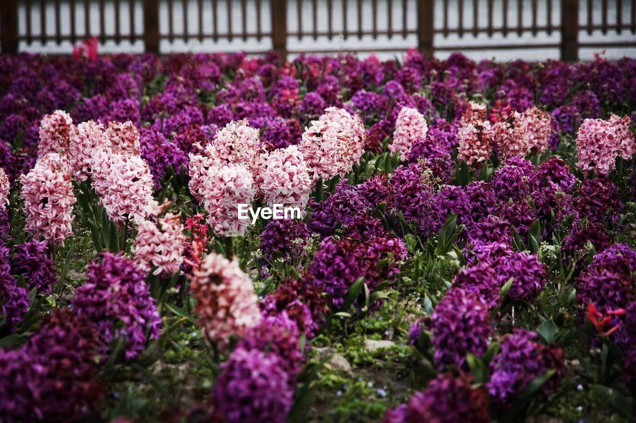 Close-up of flowers blooming outdoors