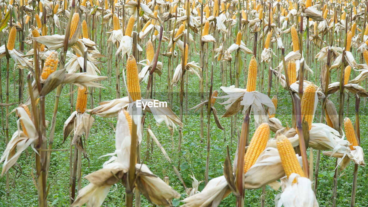 Close-up of white flowering plants on field