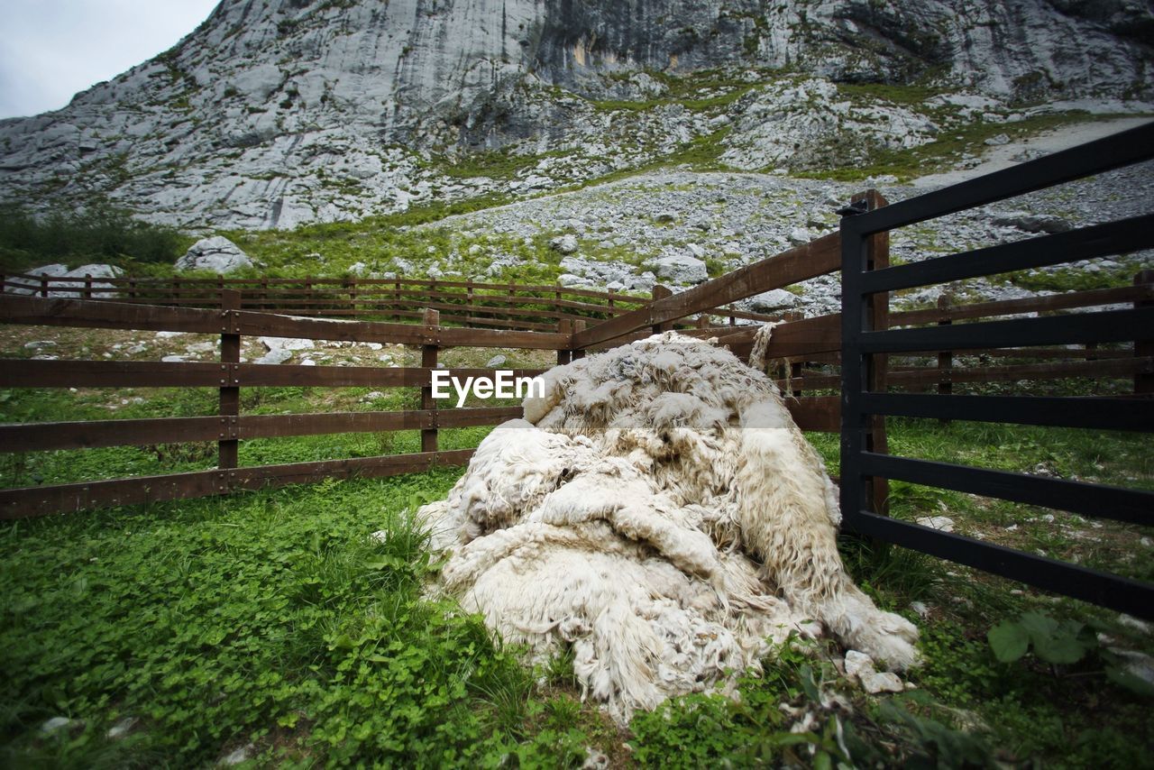 Sheepskin in a farm