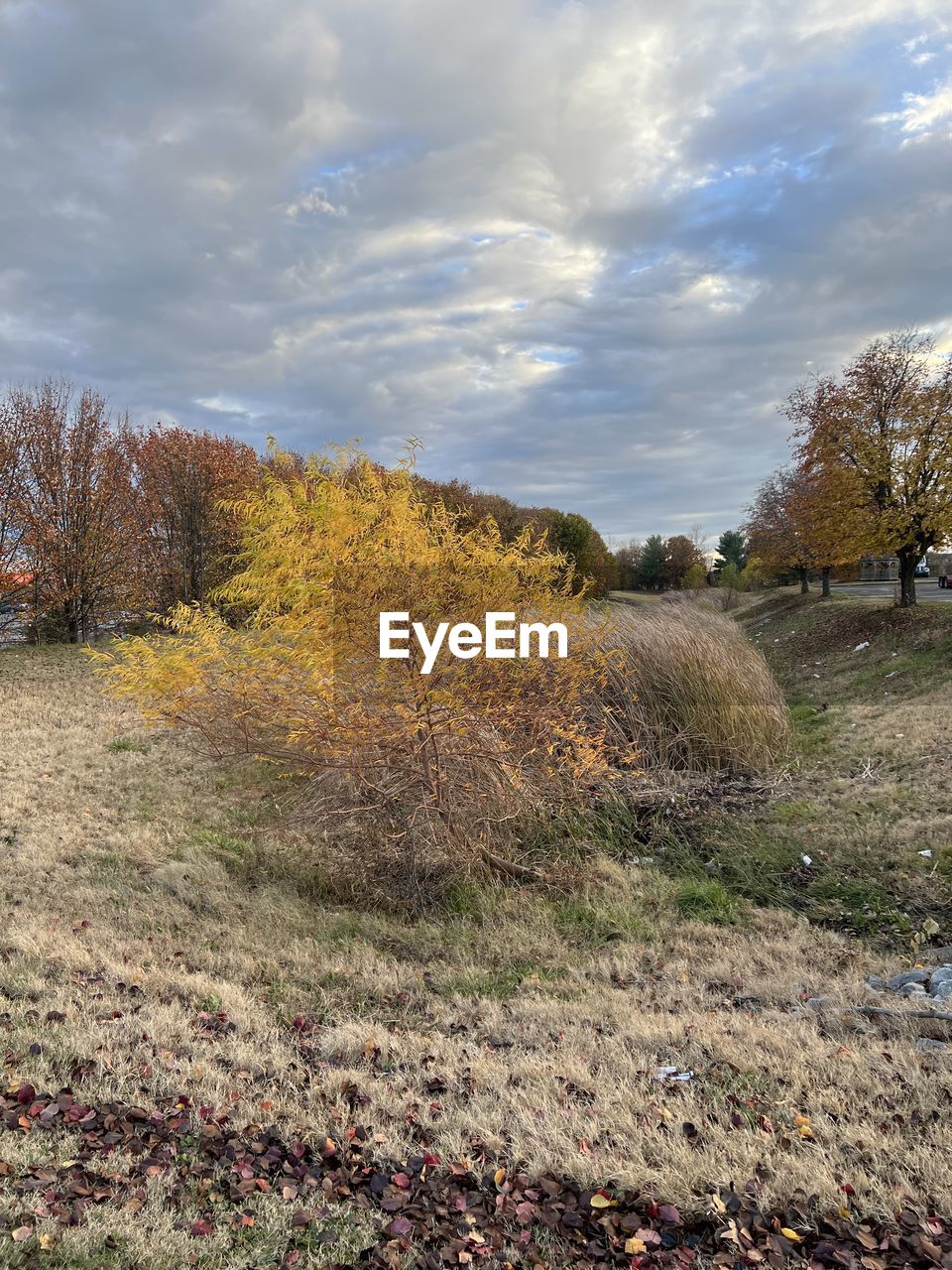 nature, autumn, tree, reflection, plant, sunlight, leaf, beauty in nature, water, cloud, no people, day, scenics - nature, sky, growth, outdoors, tranquility, flower, land, tranquil scene, high angle view, grass, environment