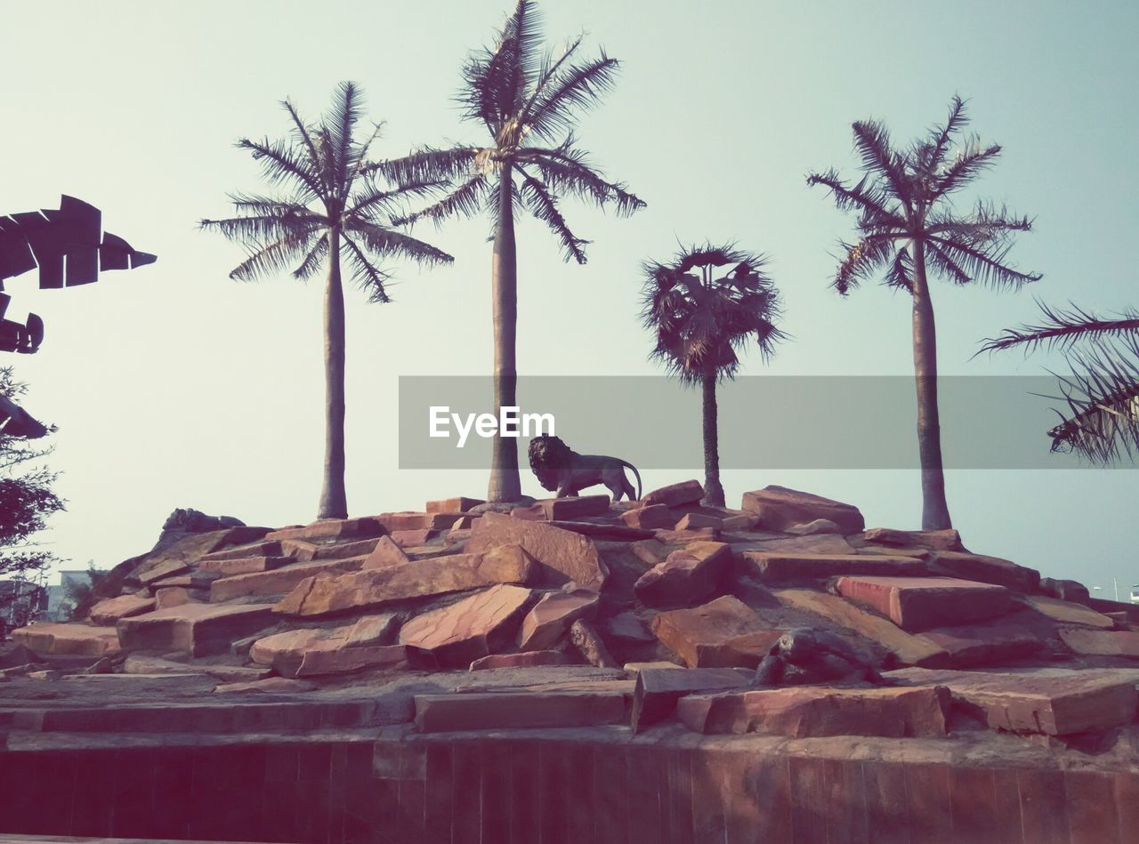 LOW ANGLE VIEW OF PALM TREES AGAINST THE SKY