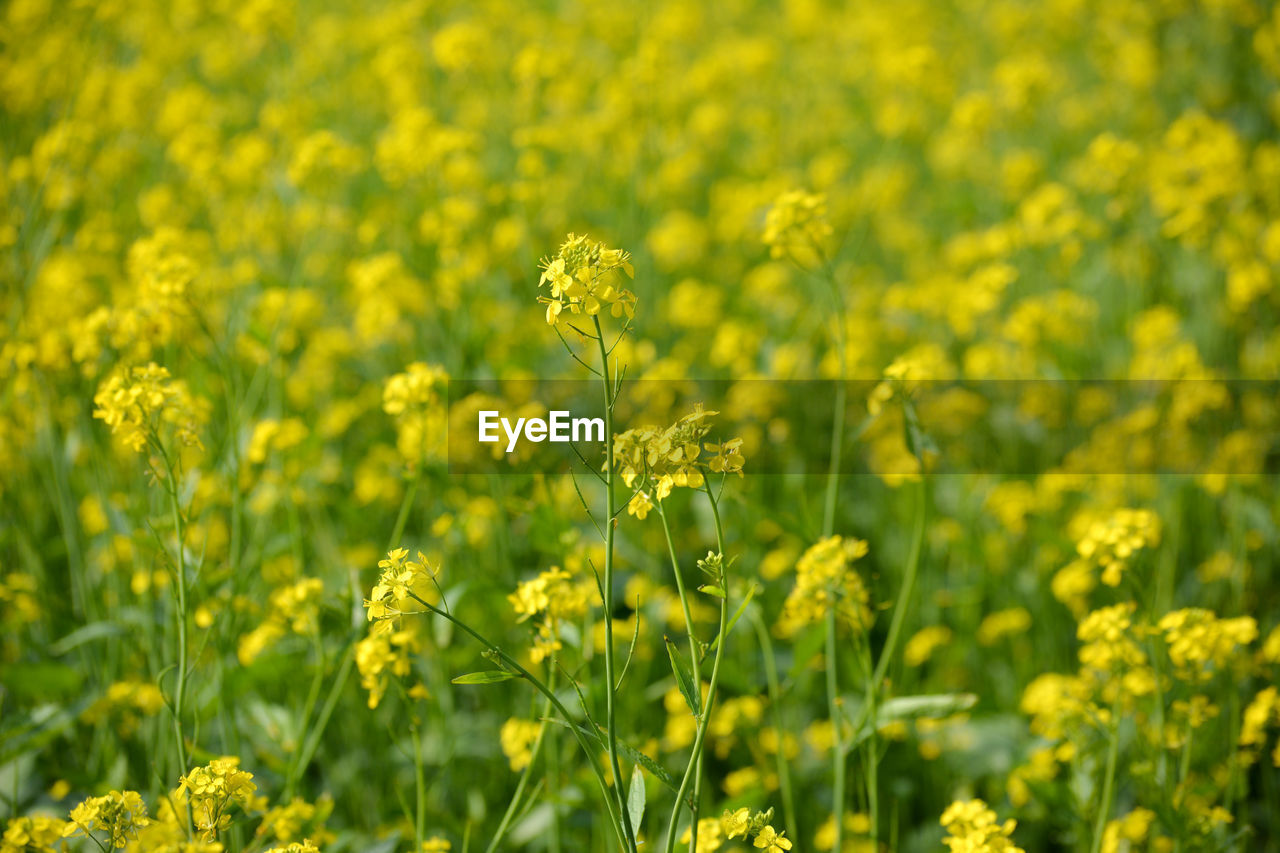 FRESH YELLOW FLOWERS IN FIELD