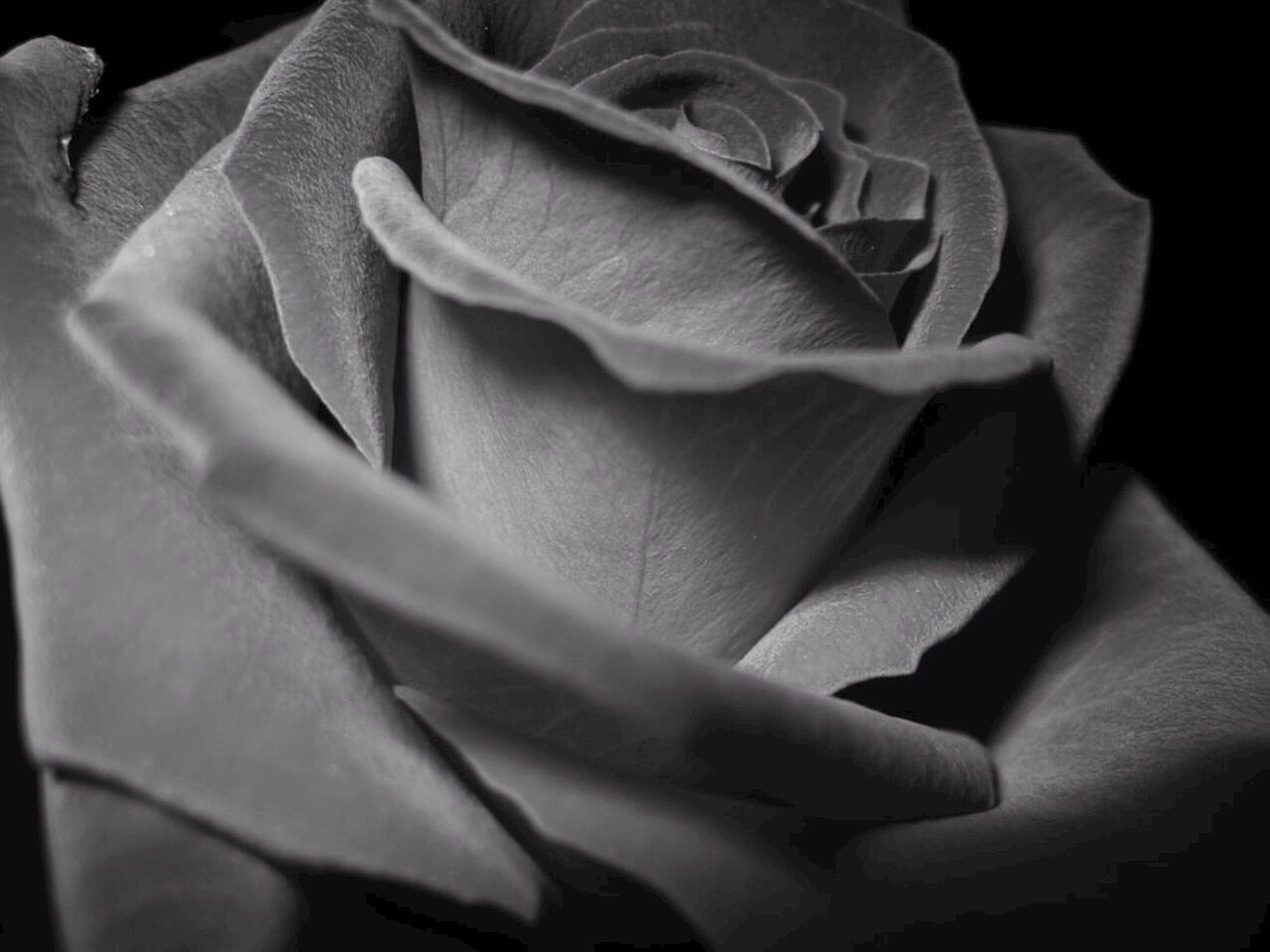 Extreme close-up of a rose