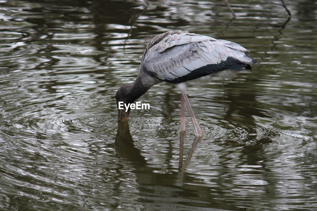 Bird finding food