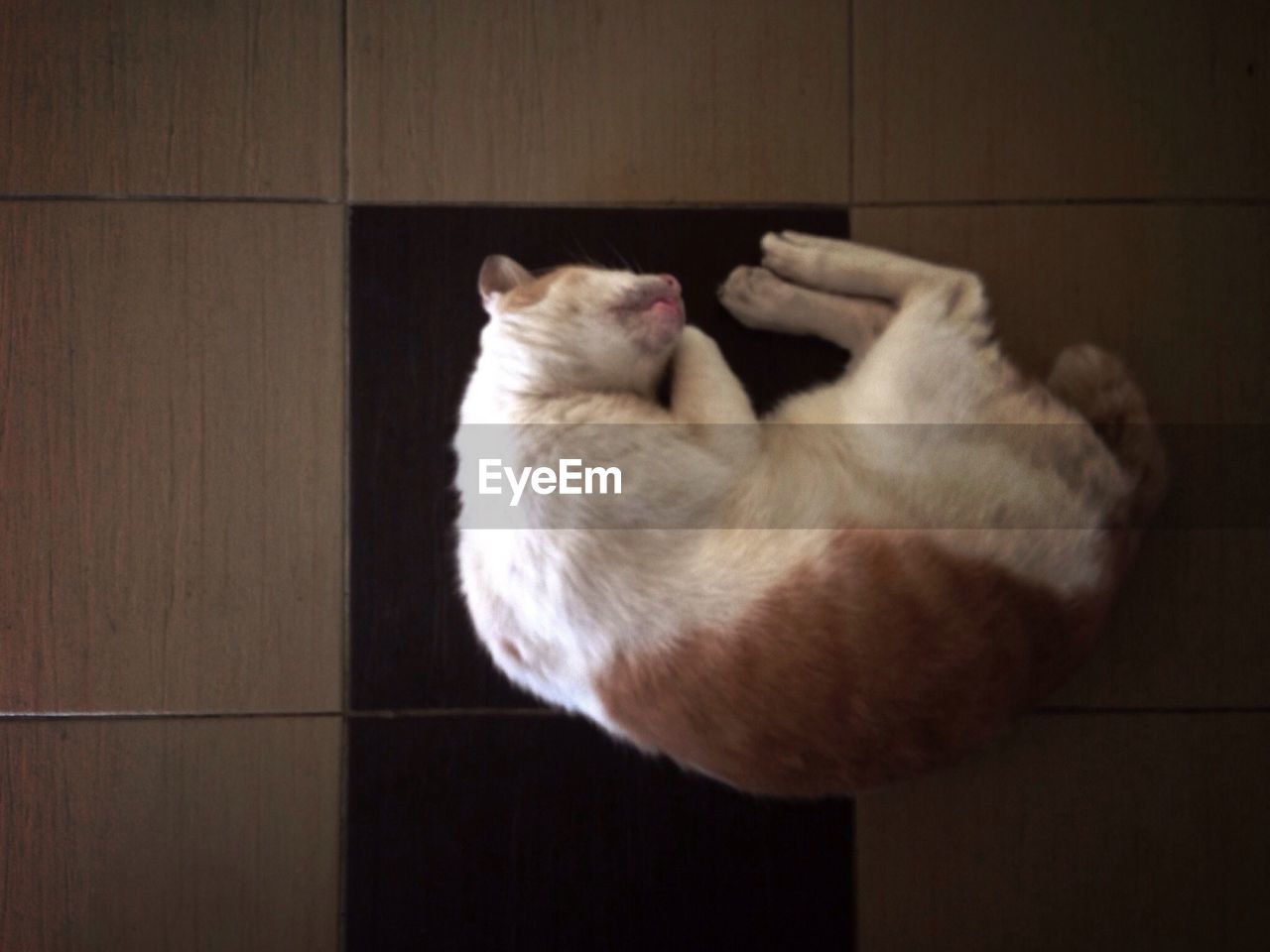 CAT SLEEPING ON WHITE WALL