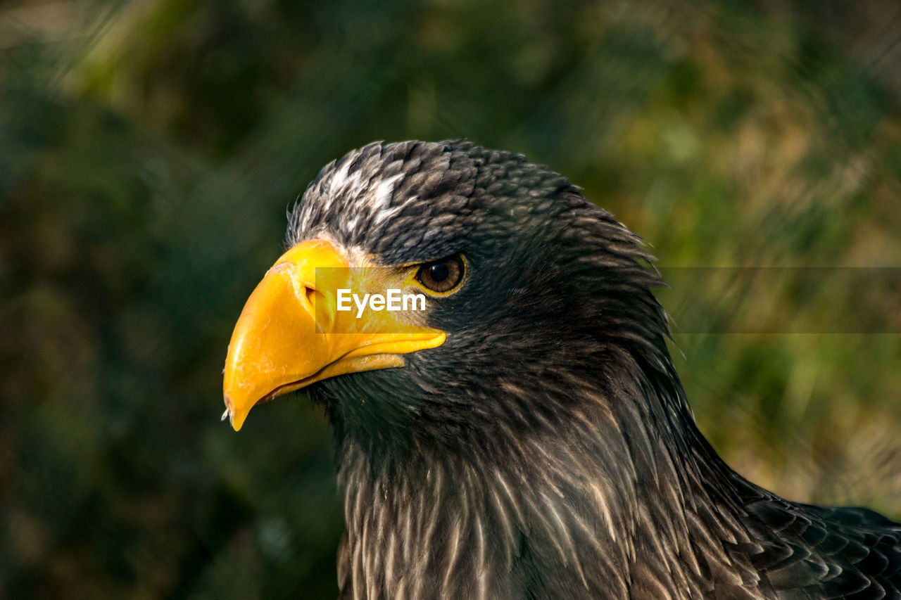 CLOSE-UP OF EAGLE AGAINST YELLOW BLURRED BACKGROUND