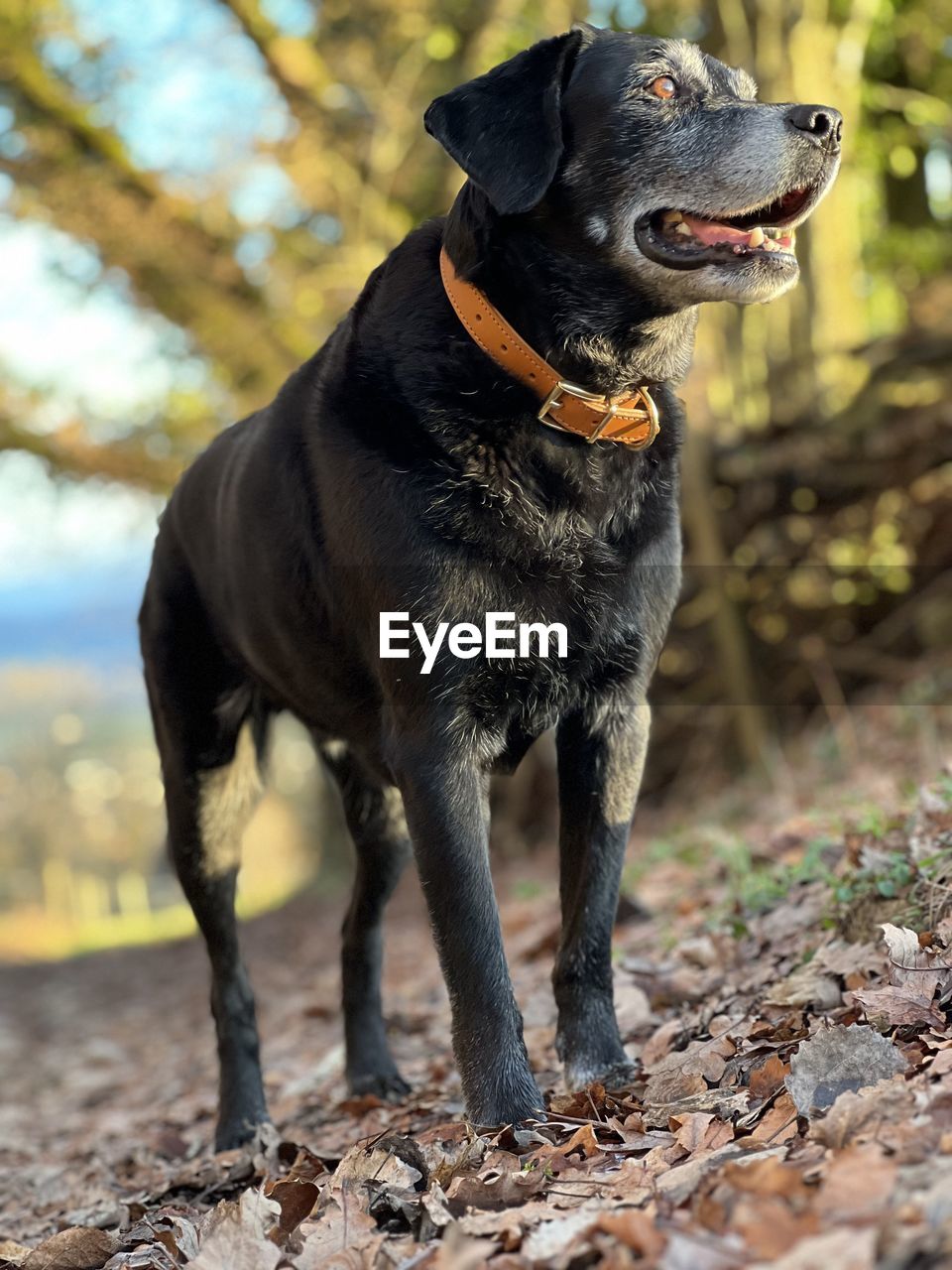 animal themes, animal, one animal, mammal, canine, dog, pet, domestic animals, nature, looking, no people, looking away, day, black, standing, outdoors, labrador retriever, collar, full length, land, pet collar, portrait