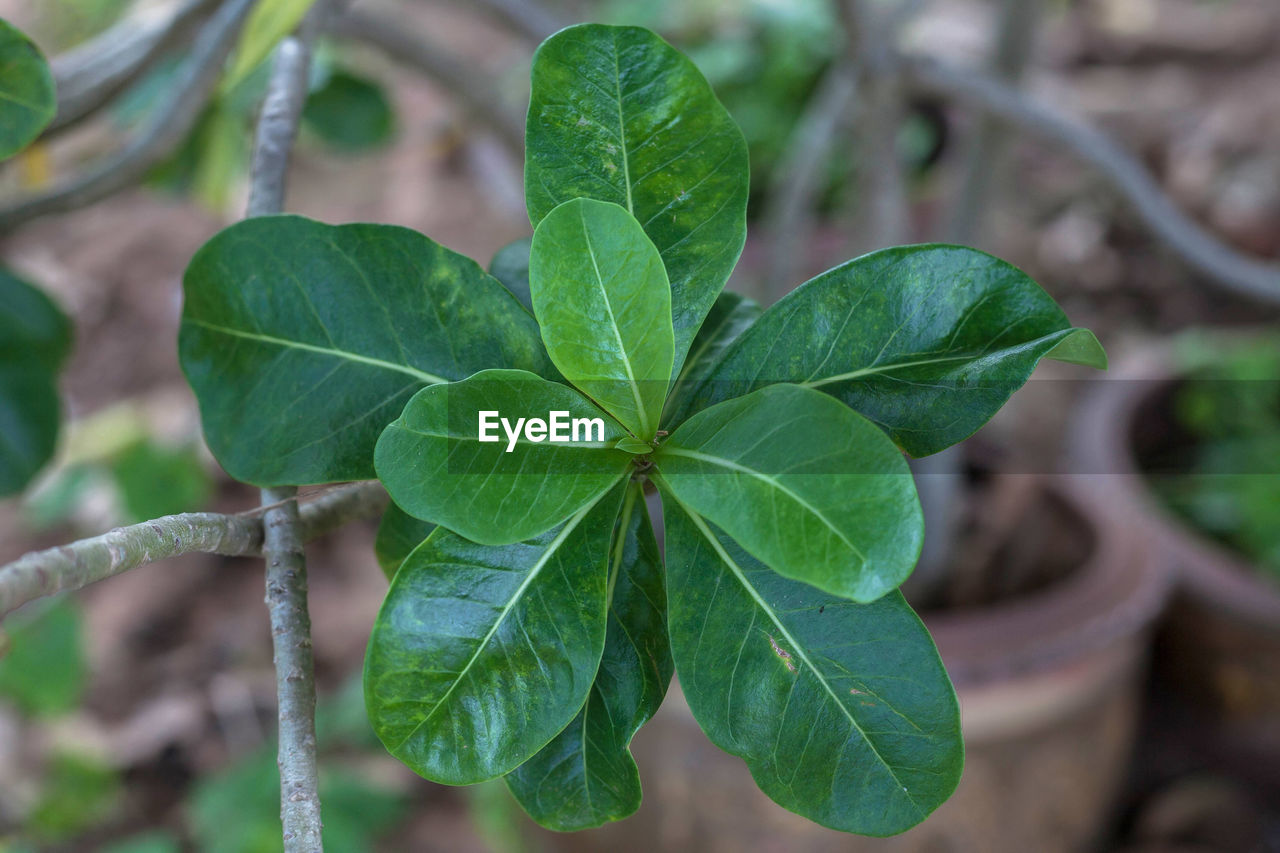 Close-up of small plant