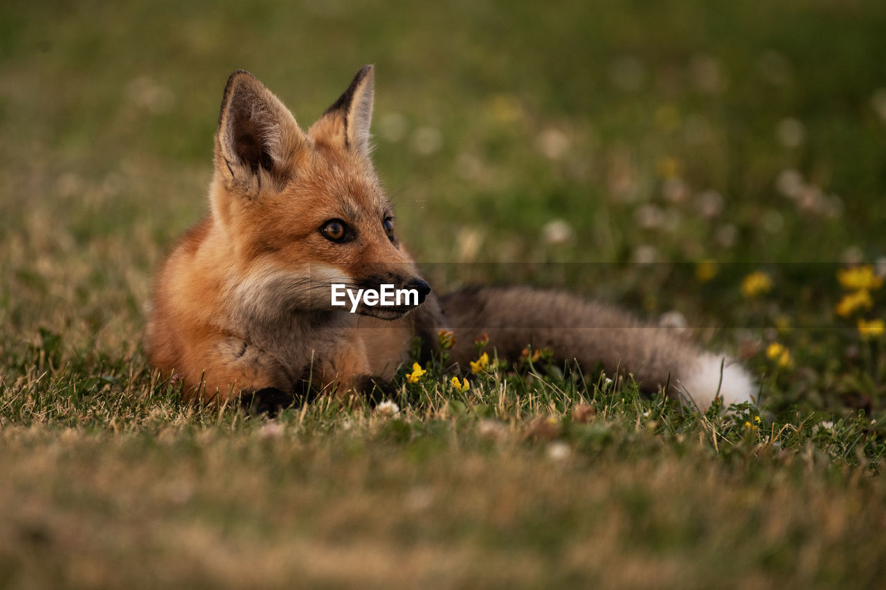 A young red fox lying down in a grassy field, vulpes vulpes