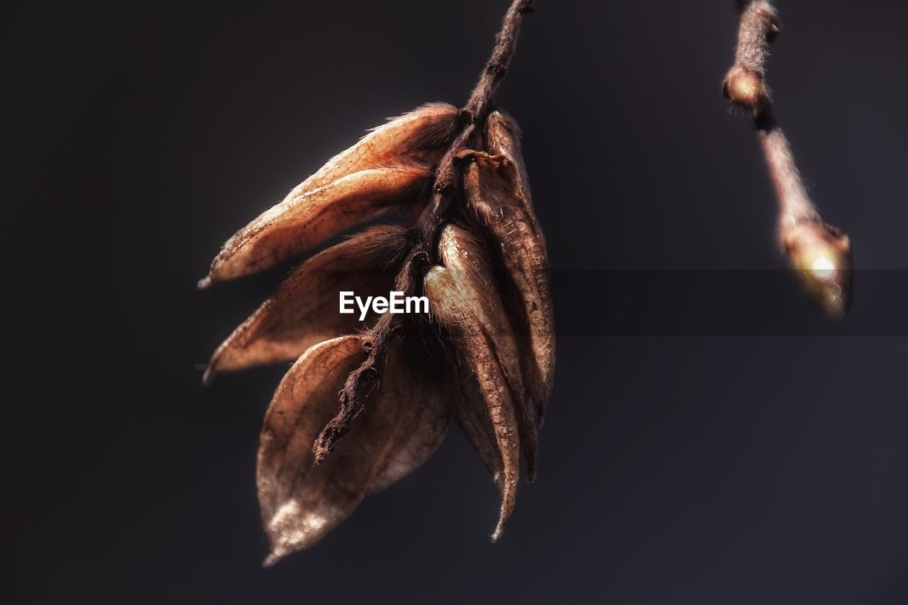 CLOSE-UP OF WILTED HANGING OUTDOORS