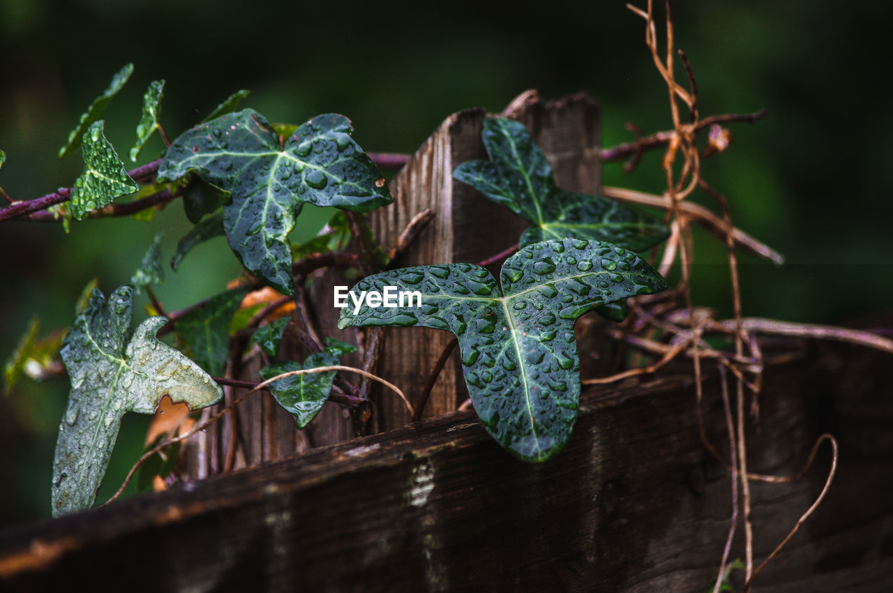 Close-up of fresh green ivy leaves on plant