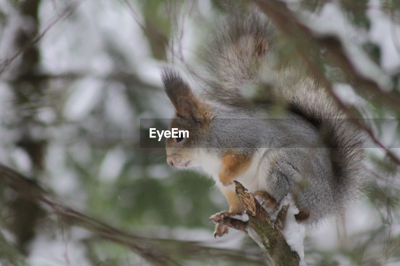 Close-up of squirrel on tree