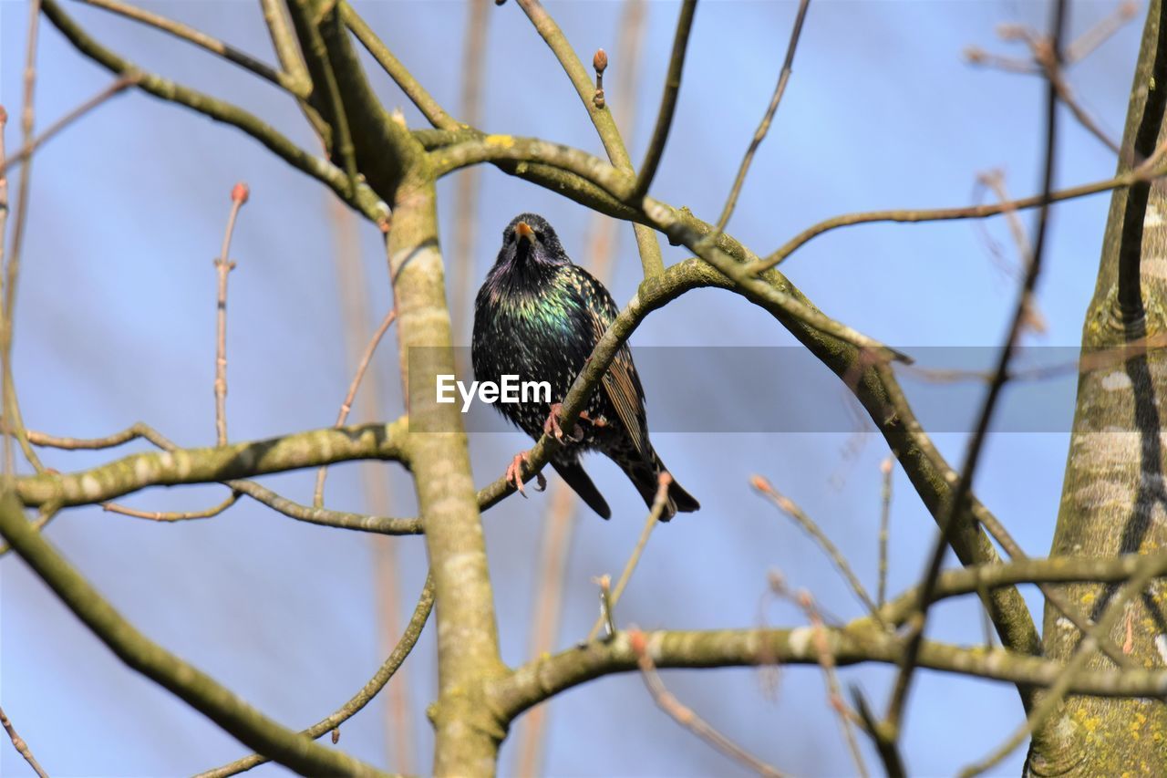 Low angle view of starling perching on branch