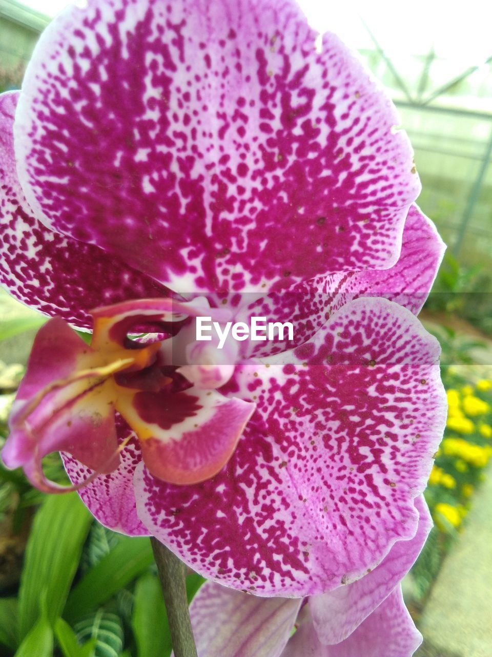 CLOSE-UP OF PURPLE FLOWER