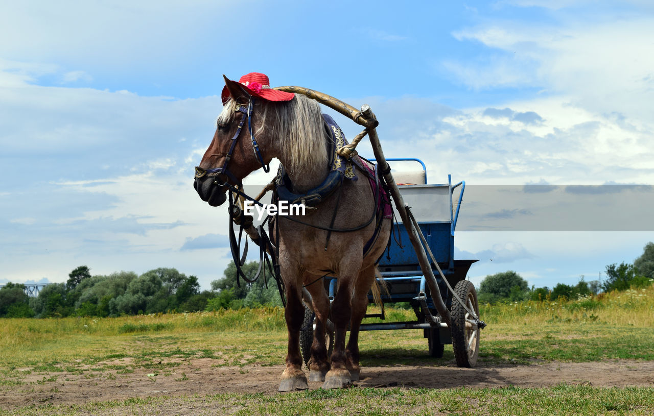 Horse cart on a field