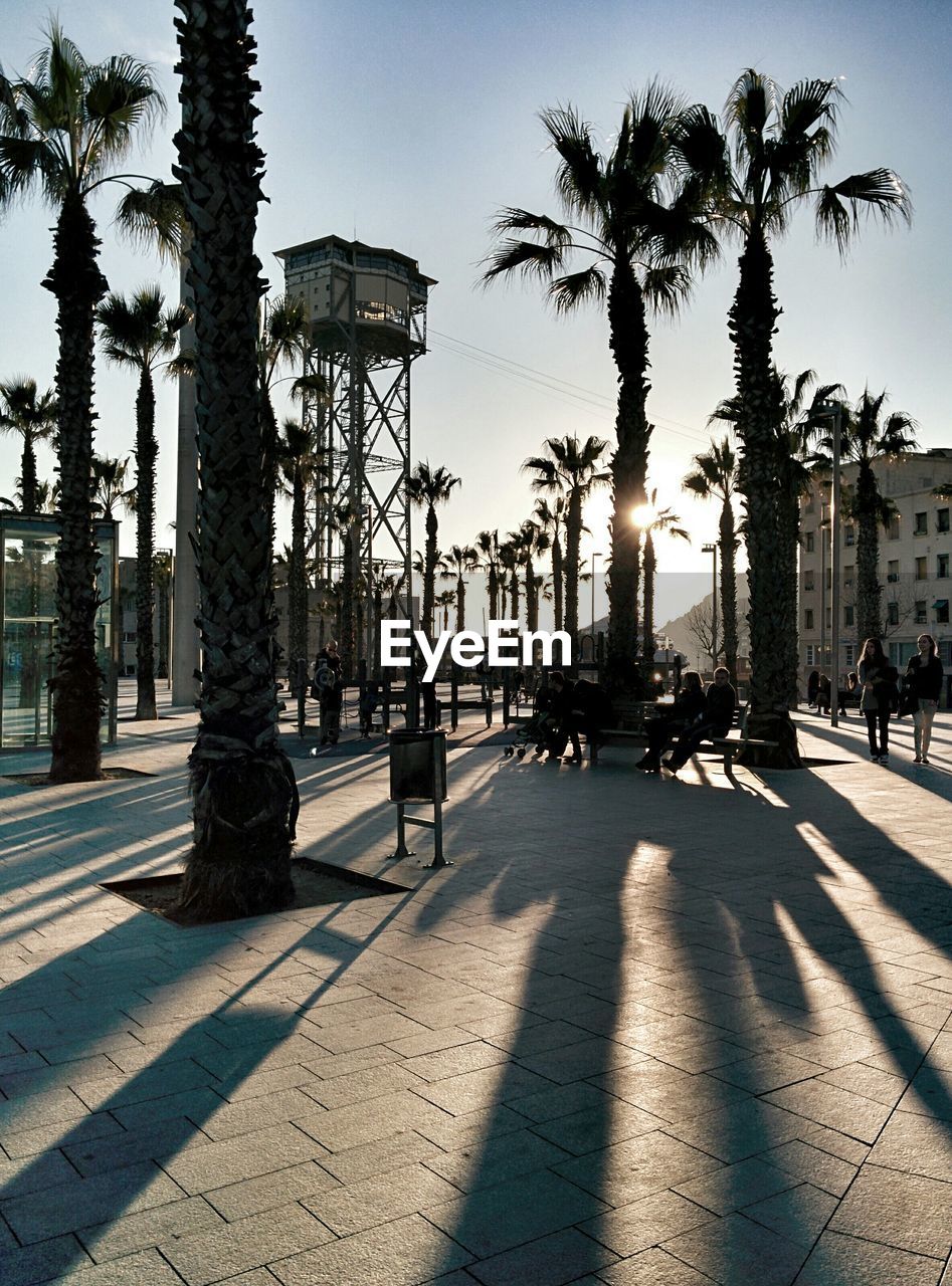 Date palm trees on sidewalk against clear sky at sunset