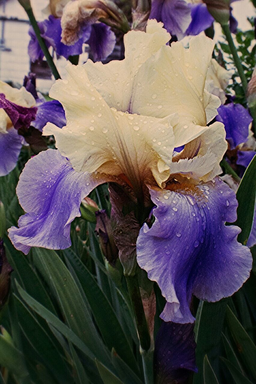 Close-up of wet irish flowers blooming in park