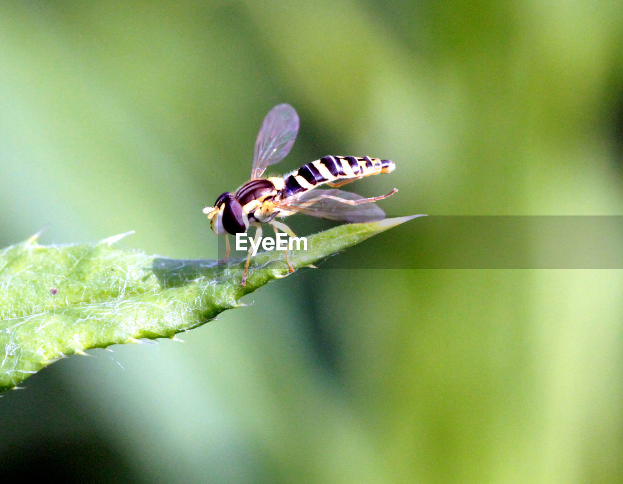 CLOSE-UP OF GRASSHOPPER