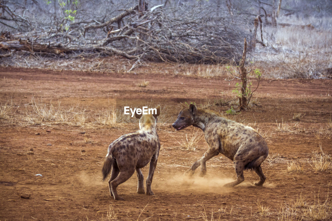 Hyenas fighting on land