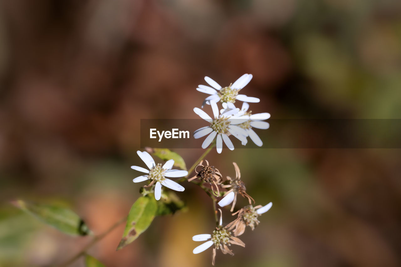 flower, flowering plant, plant, beauty in nature, freshness, nature, fragility, macro photography, close-up, blossom, flower head, focus on foreground, growth, white, no people, springtime, wildflower, petal, botany, outdoors, inflorescence, food, tree, food and drink, selective focus, produce, environment, day, animal wildlife, plant part, leaf