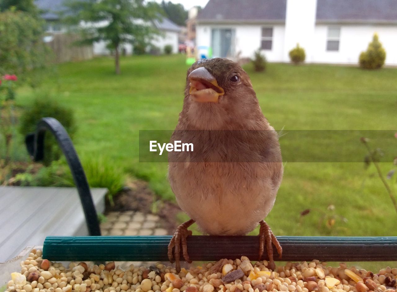 Close-up of sparrow on bird feeder