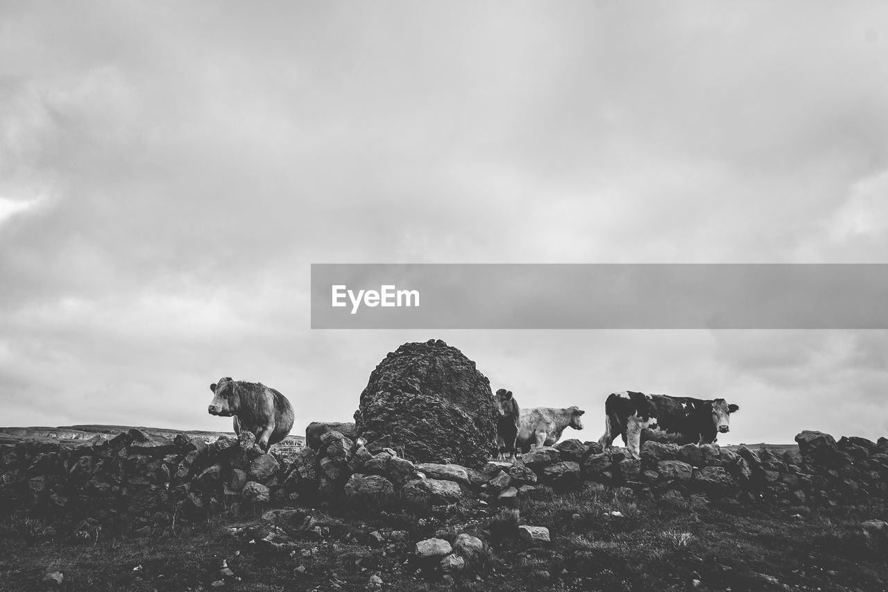 Cows grazing on mountain against sky