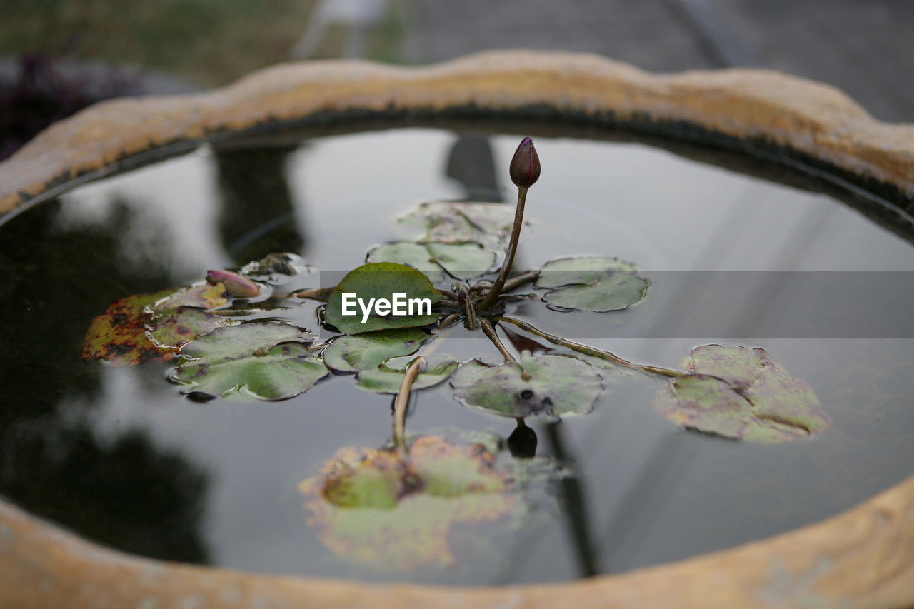 leaf, plant, nature, water, flower, green, no people, houseplant, macro photography, close-up, plant part, outdoors, day, flowerpot, selective focus, beauty in nature, focus on foreground, reflection, growth, branch, lake, high angle view, floating on water