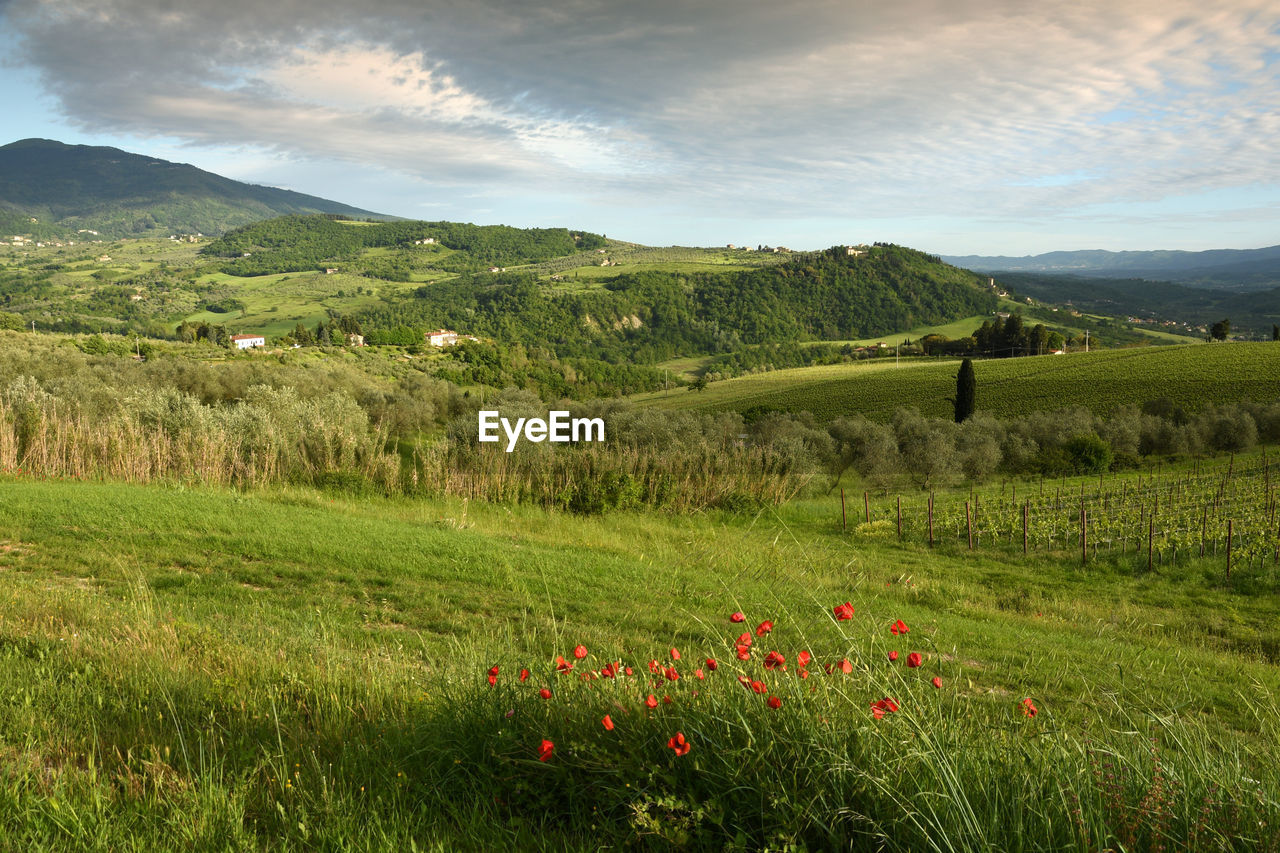 SCENIC VIEW OF GRASSY FIELD AND MOUNTAINS AGAINST SKY