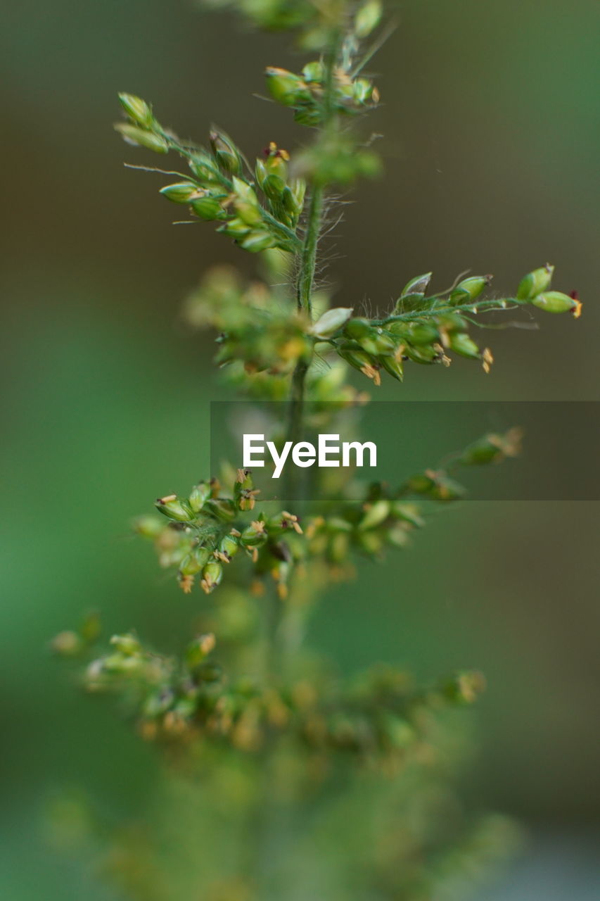 Close-up of small plant