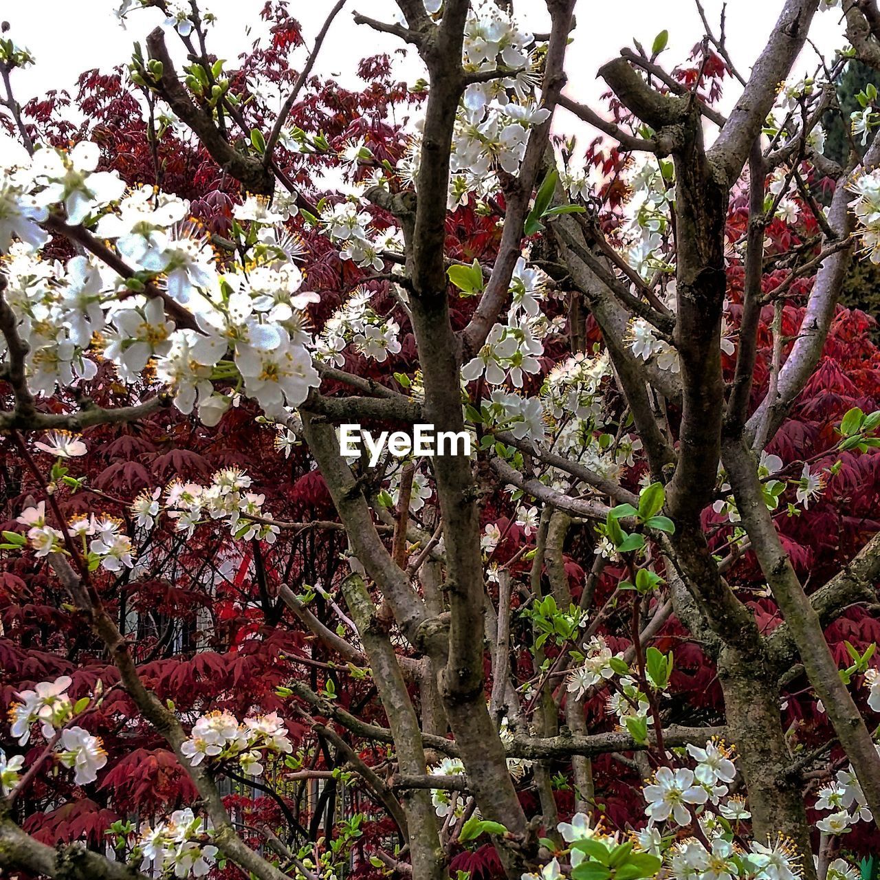 Low angle view of pink flowers blooming on tree