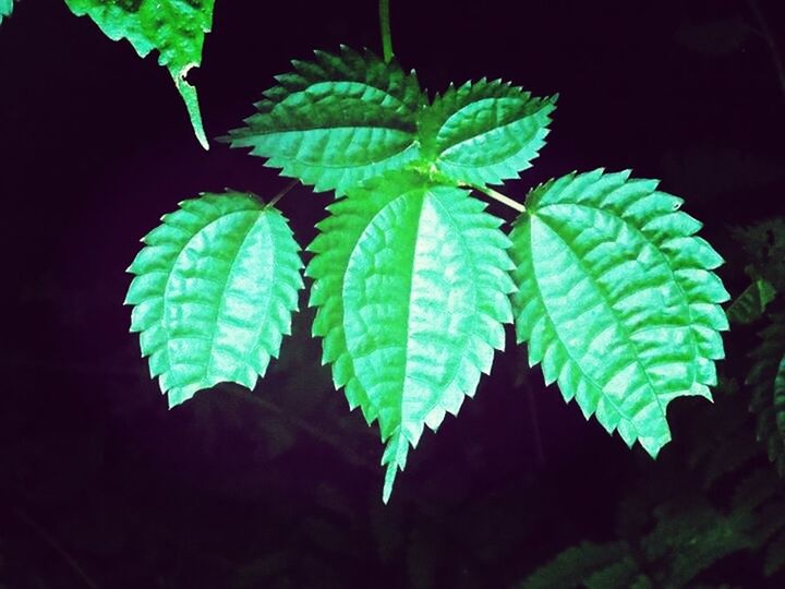 CLOSE-UP OF LEAVES ON LEAF