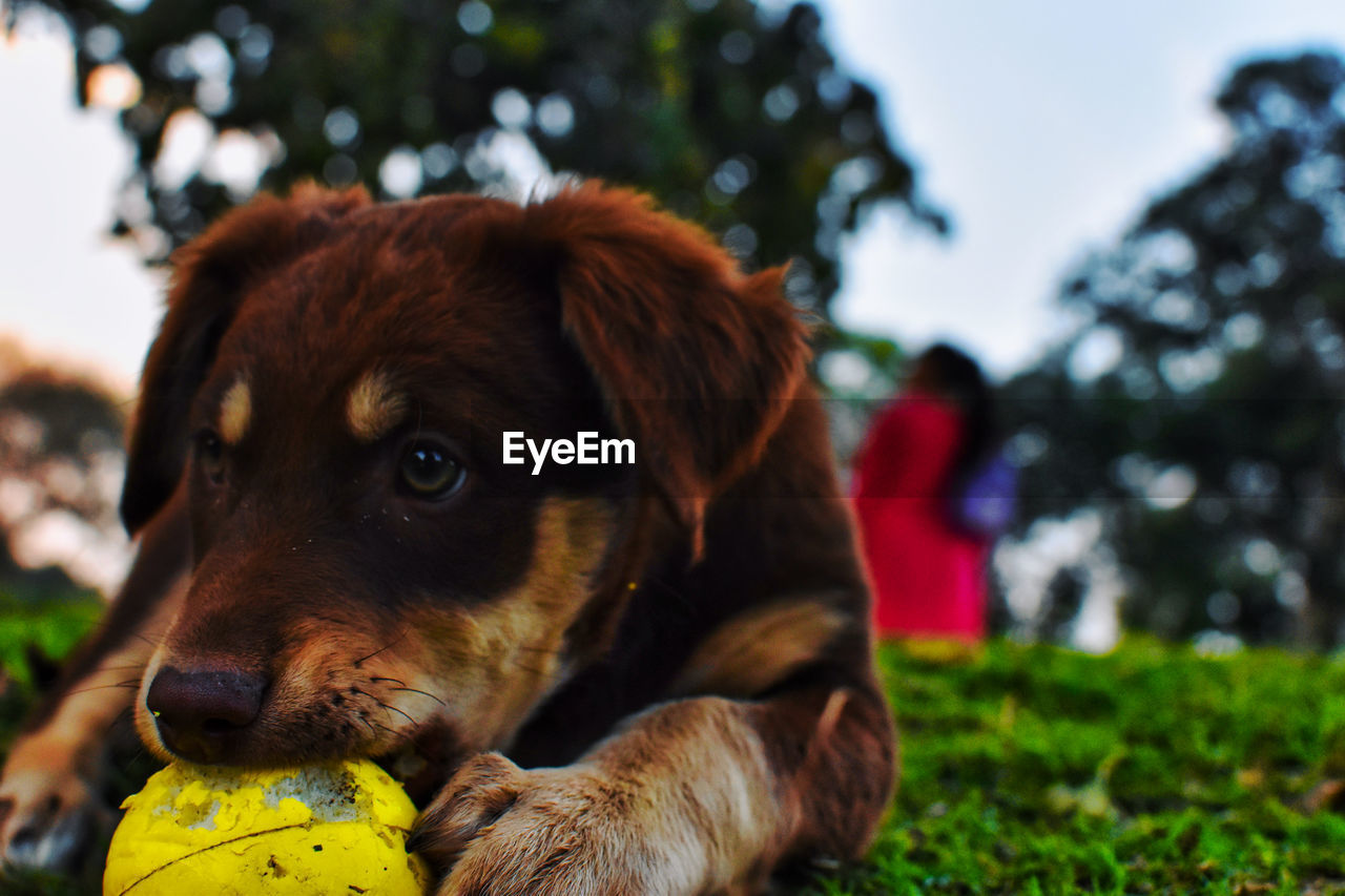 CLOSE-UP OF DOG LOOKING AWAY ON LAND