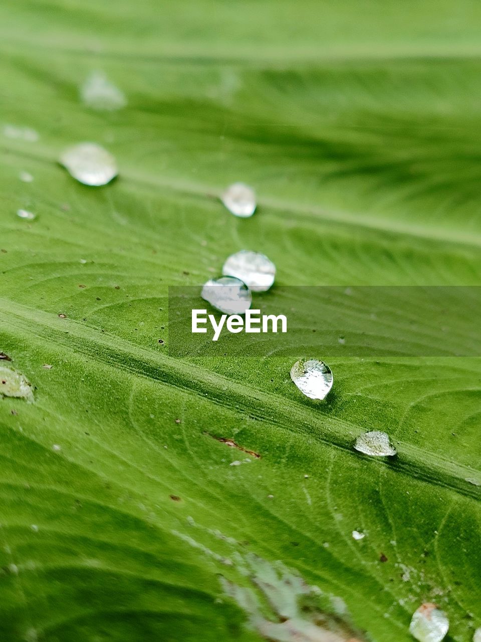 leaf, plant part, drop, water, wet, green, nature, plant, grass, dew, moisture, beauty in nature, close-up, freshness, rain, macro photography, no people, growth, environment, fragility, plant stem, backgrounds, purity, outdoors, selective focus, macro, flower, petal, tranquility, day, full frame, raindrop, leaf vein, lawn