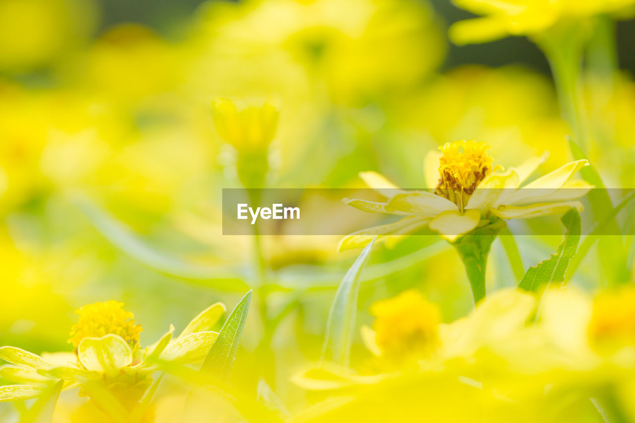 yellow, plant, flower, flowering plant, beauty in nature, nature, freshness, summer, animal wildlife, environment, sunlight, springtime, close-up, macro, animal, blossom, meadow, field, macro photography, animal themes, landscape, plain, no people, selective focus, land, grass, insect, environmental conservation, backgrounds, outdoors, defocused, multi colored, petal, vibrant color, social issues, green, plant part, wildflower, rural scene, leaf, fragility, growth, pollen, food, sun, sky, extreme close-up, flower head, tranquility, food and drink, agriculture, rapeseed, light - natural phenomenon, magnification, copy space