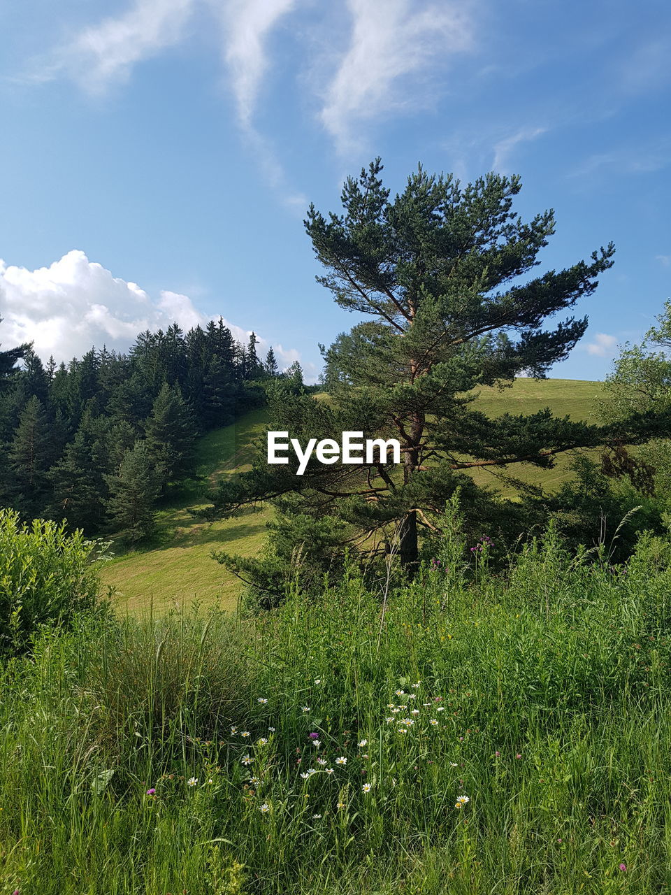 TREES GROWING ON FIELD