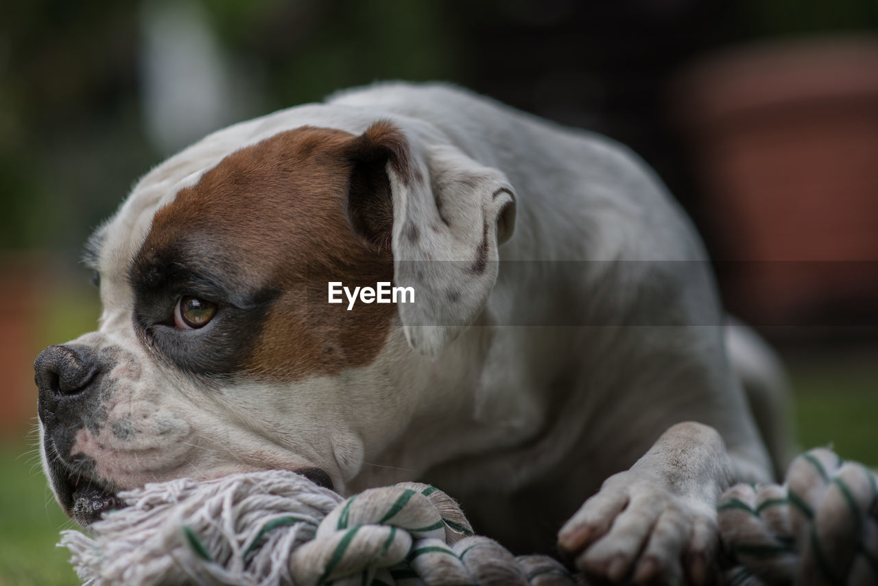 Close-up of a dog looking away